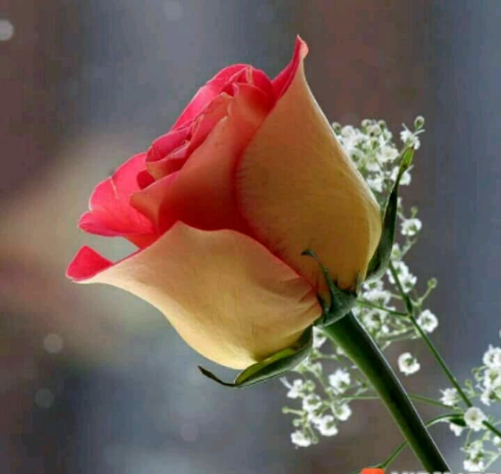 rose