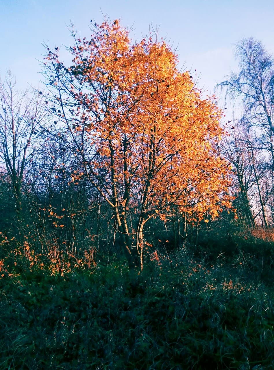 autumn