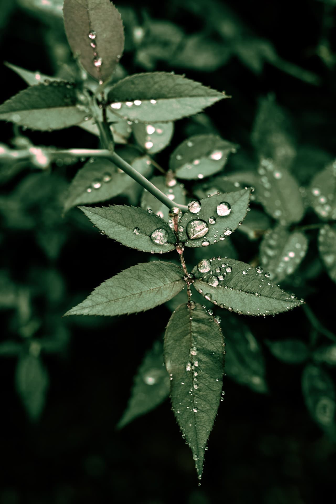 Rose leaf