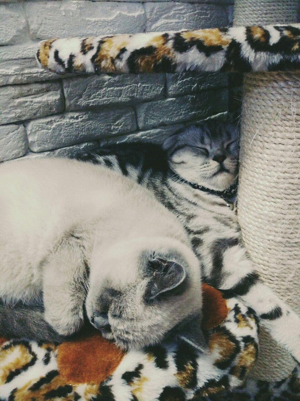мы спим