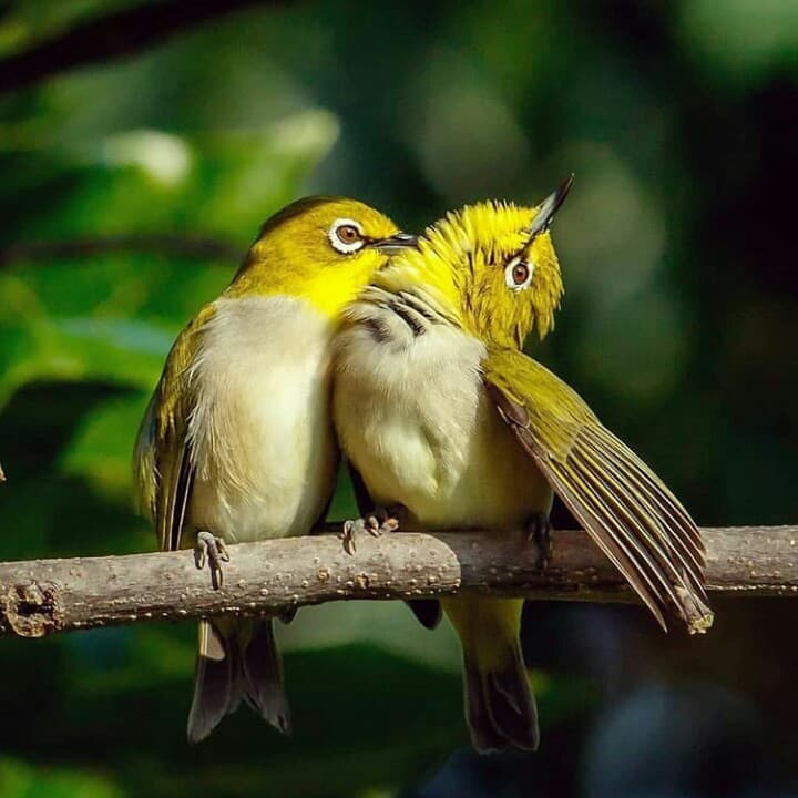 oiseaux...