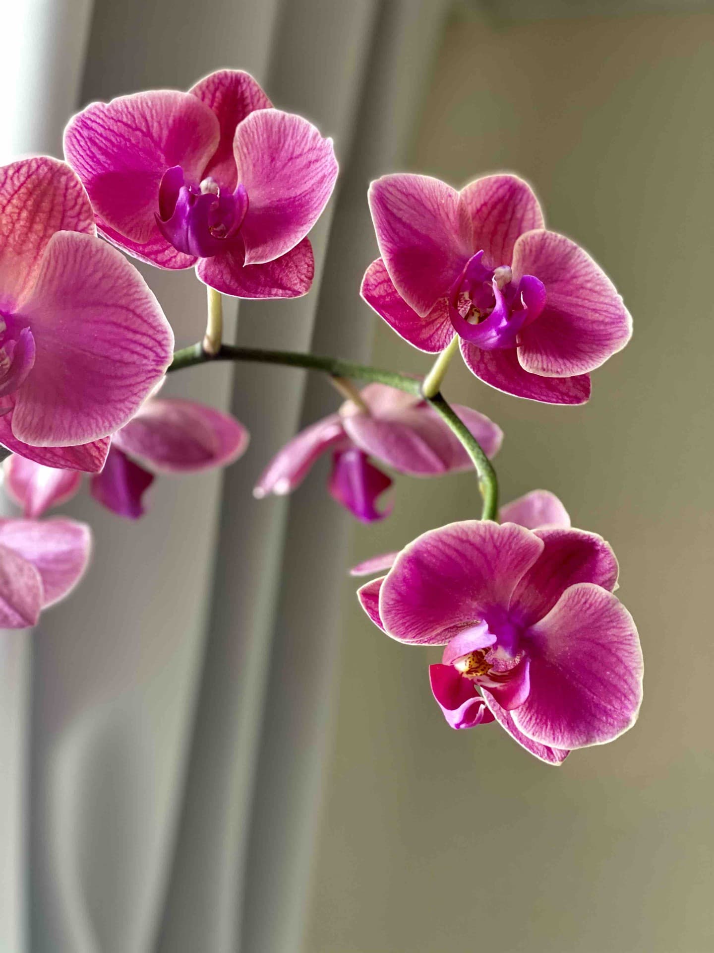 Orchids
