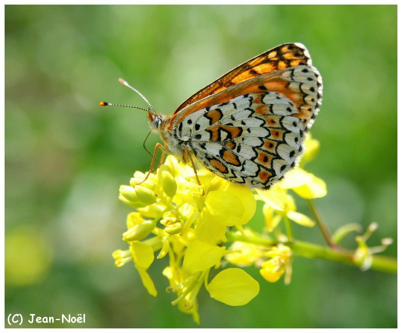papillon