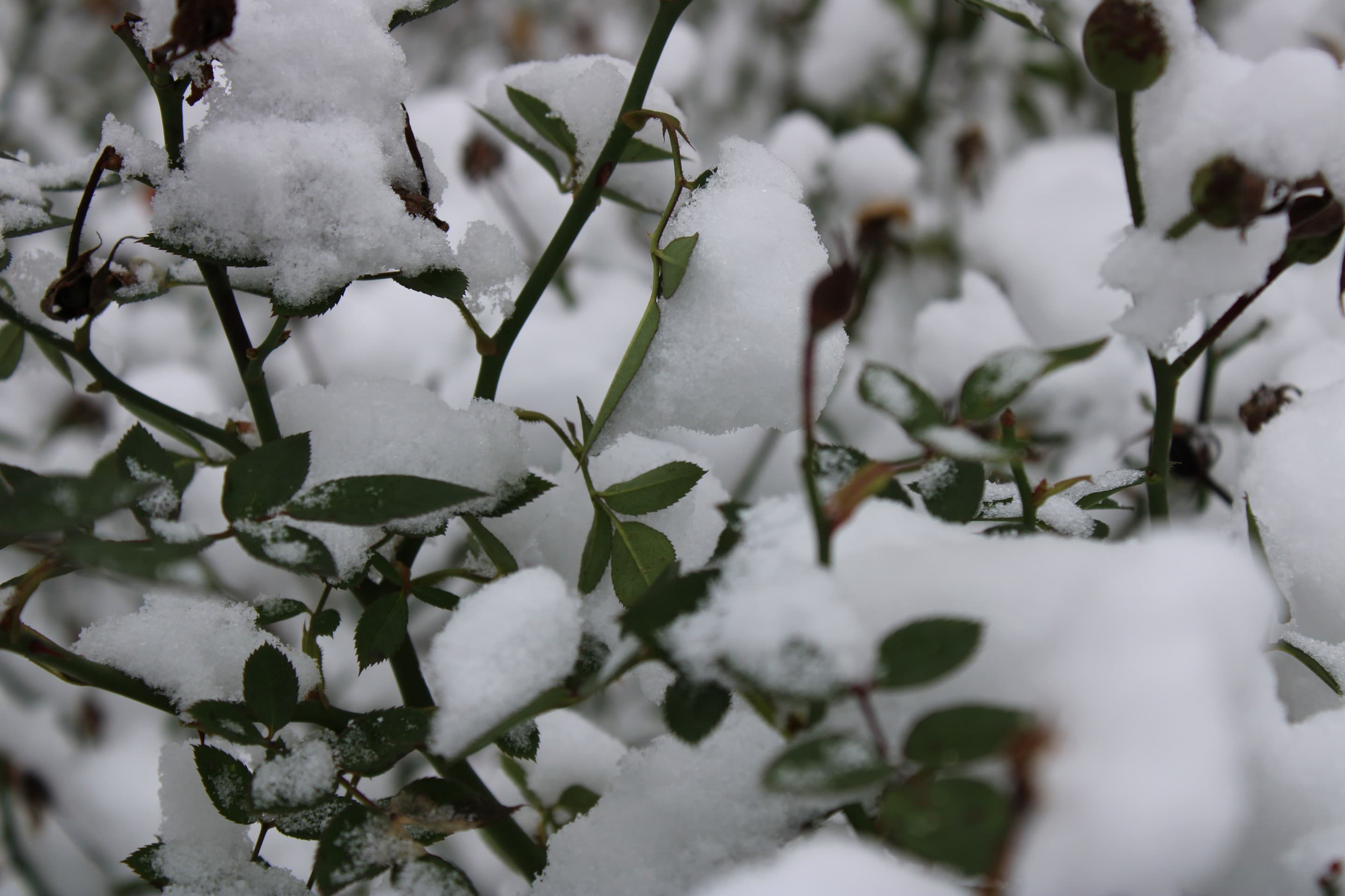 Winter