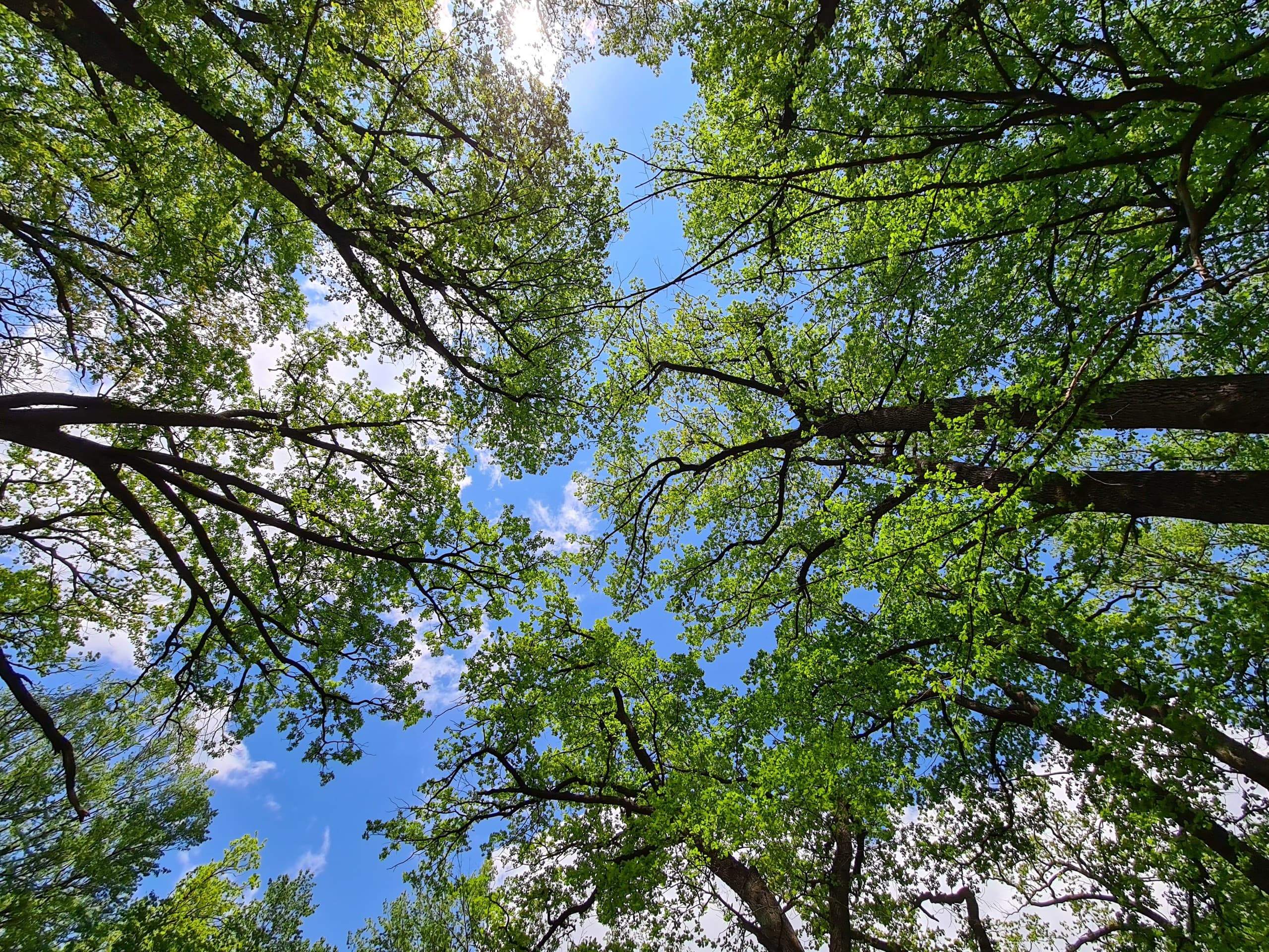blue and green