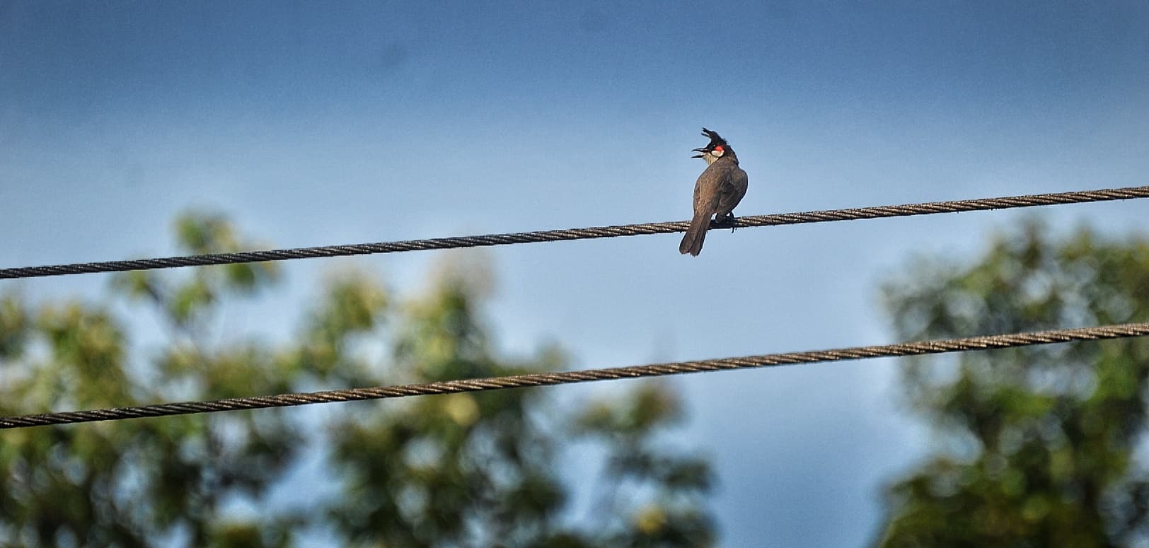 Robin