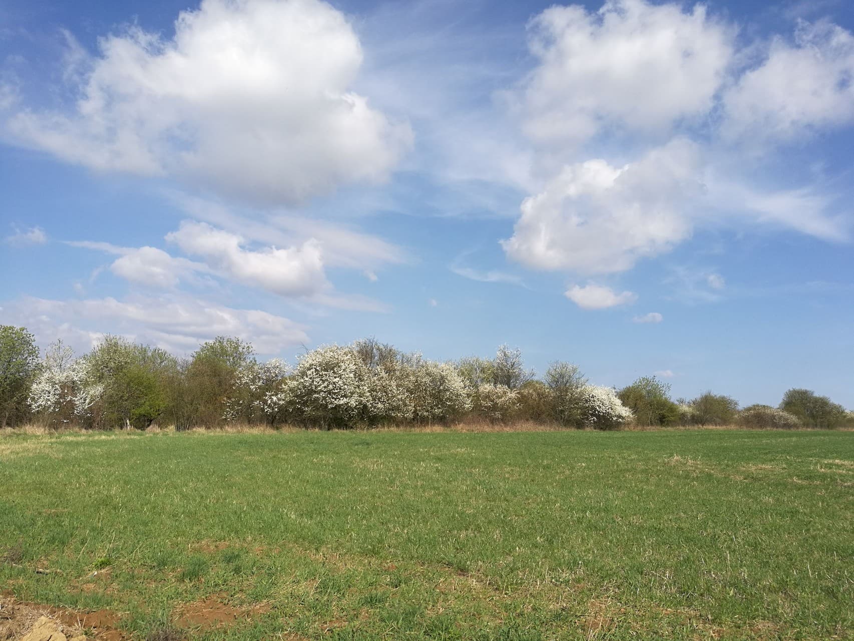 spring