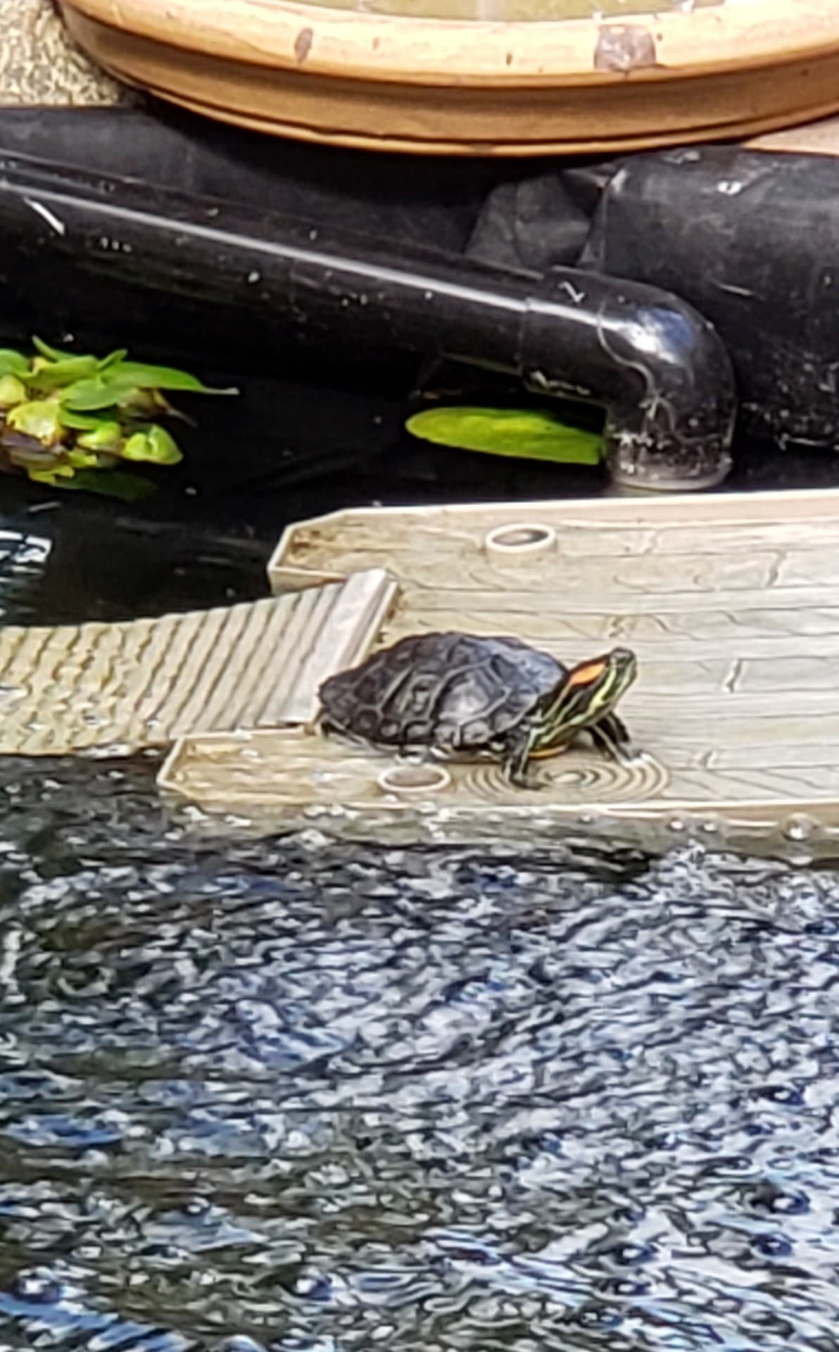 Bernie Turtle