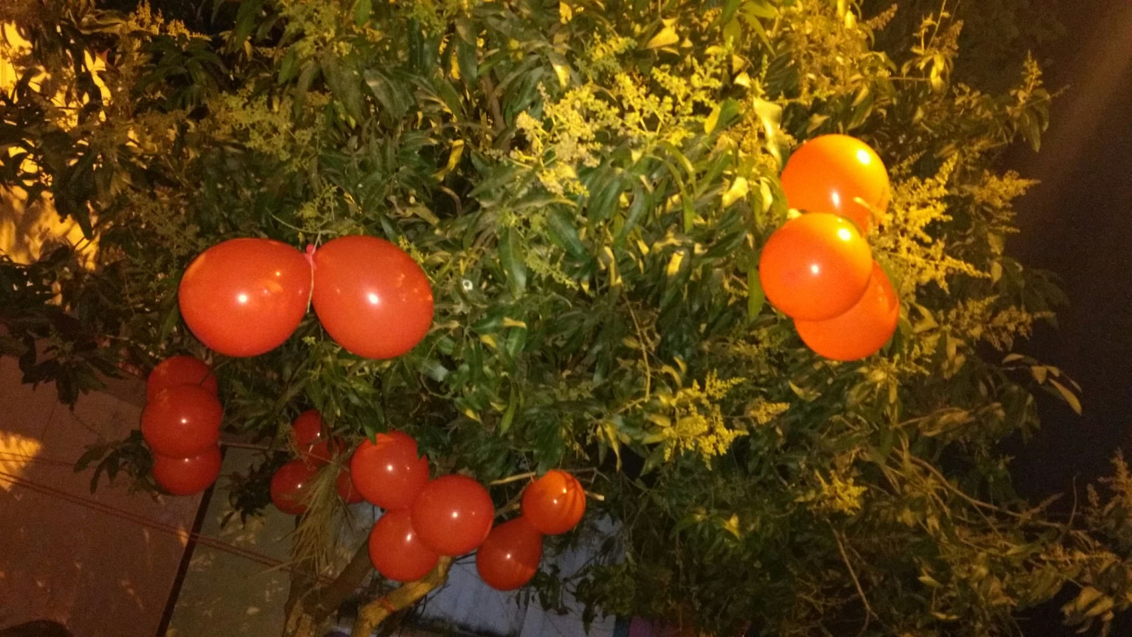 birthday celebrations