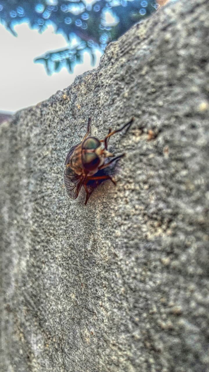 mr housefly wanted to give a pose so i could take a pick