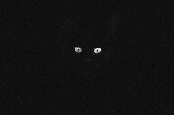 черная кошка