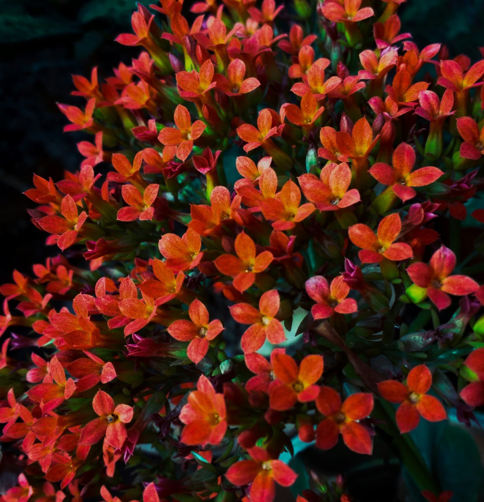 flowers