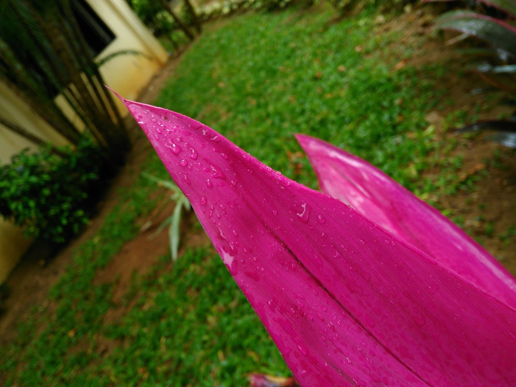 pink blow