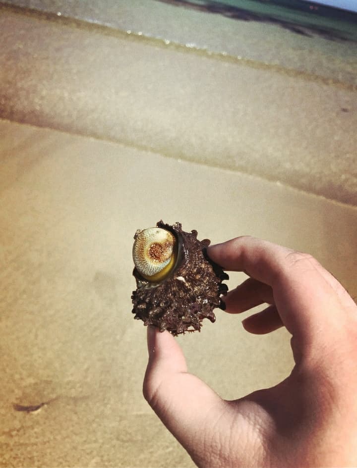 beachshell