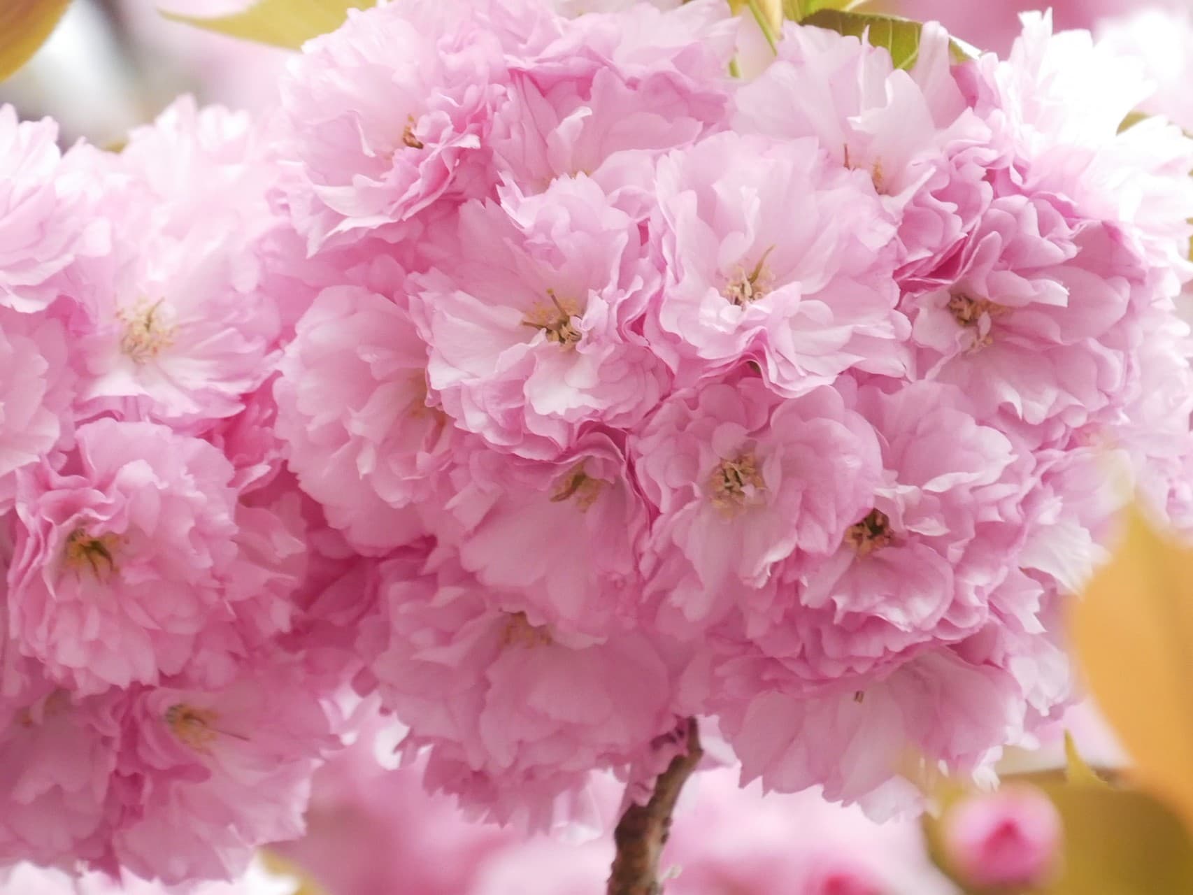 double cherry blossoms