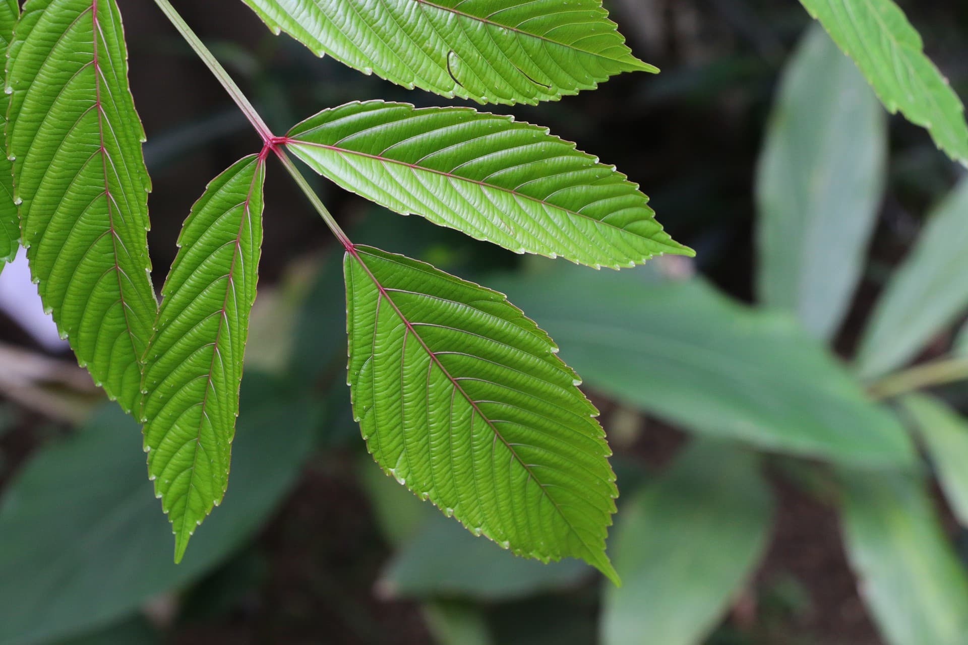 Leaf