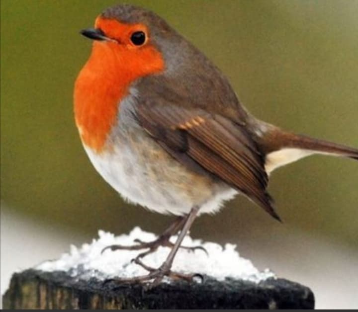 red Robin