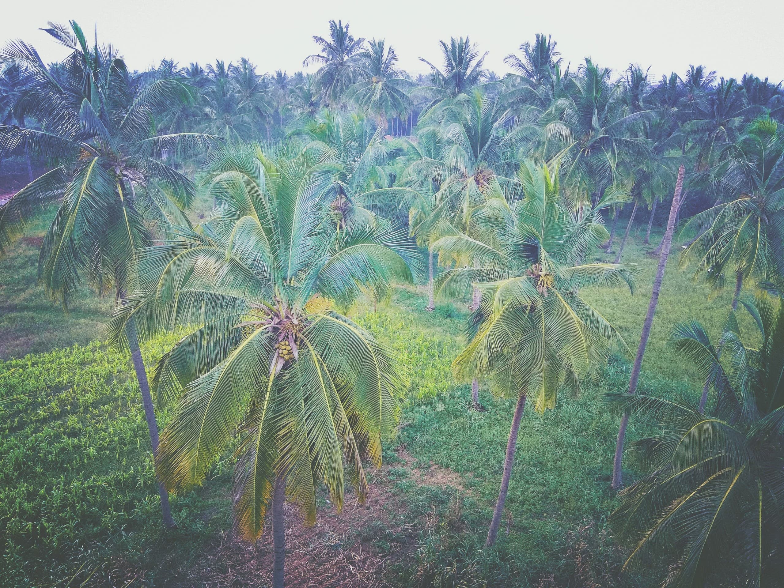 Monsoon Click