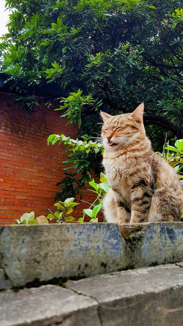 담벼락 고양이