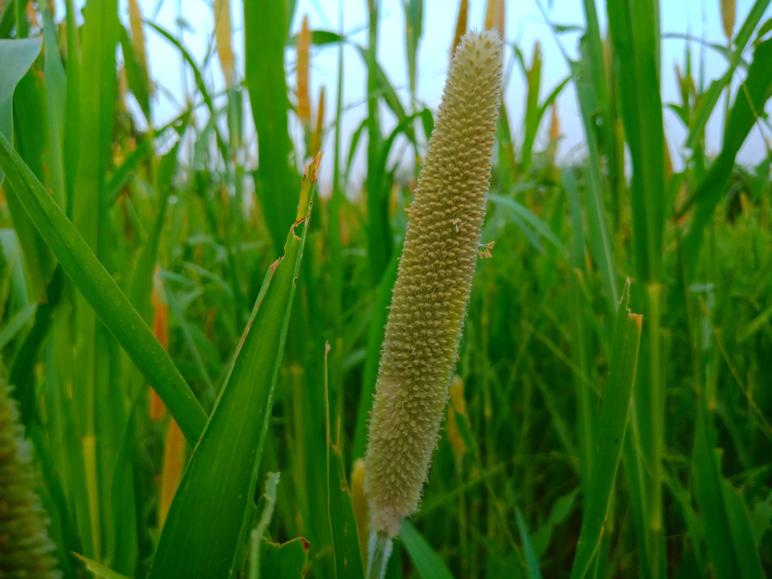 Green Fields
