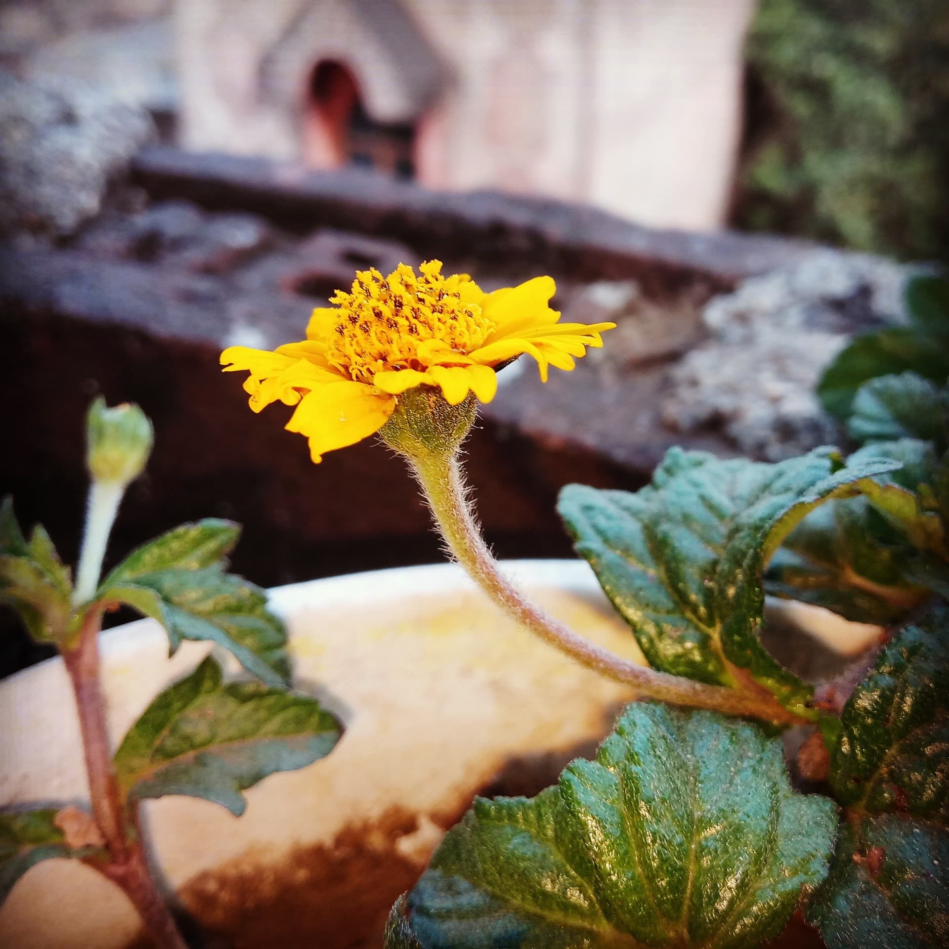 flower