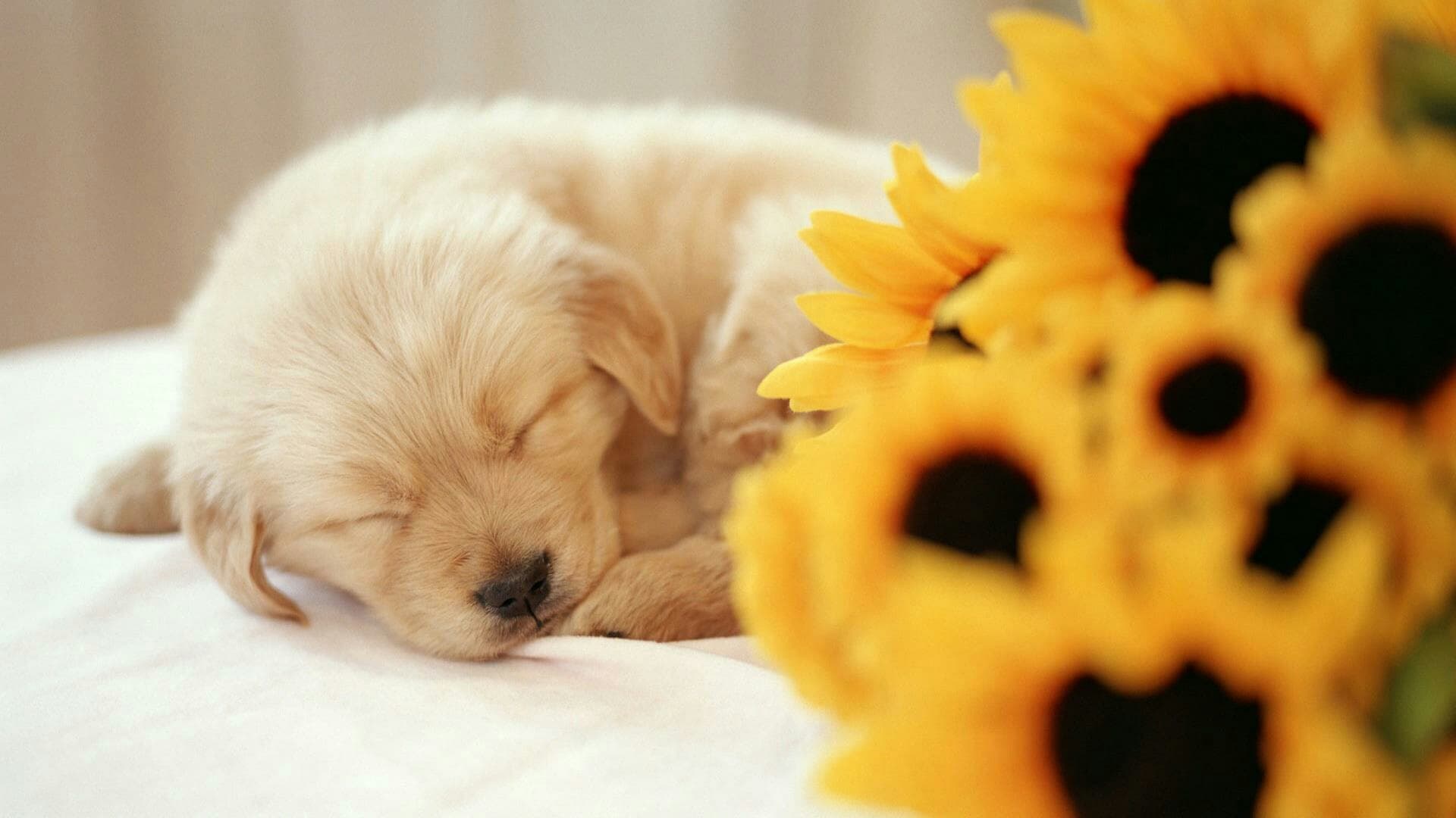 puppy
