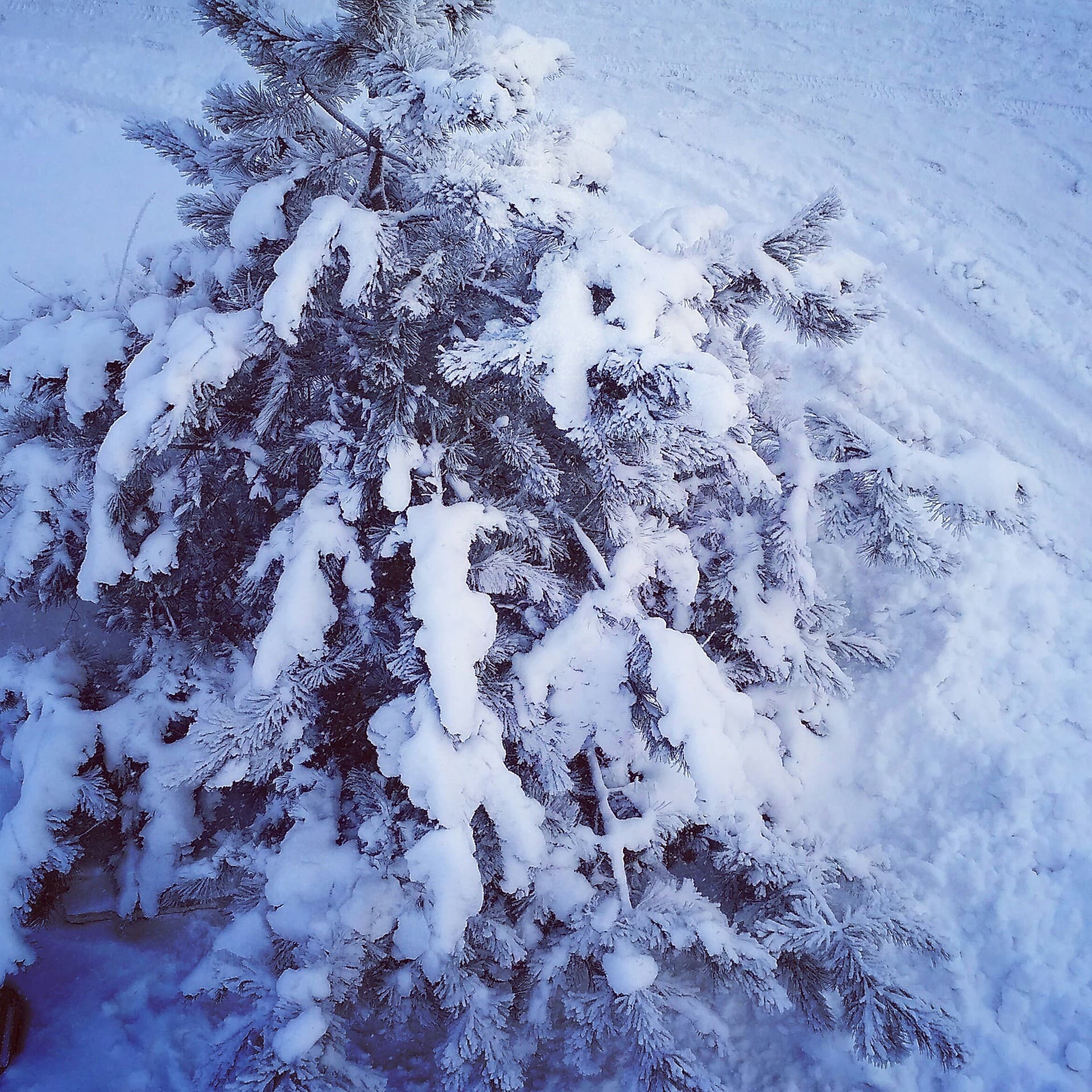 зима