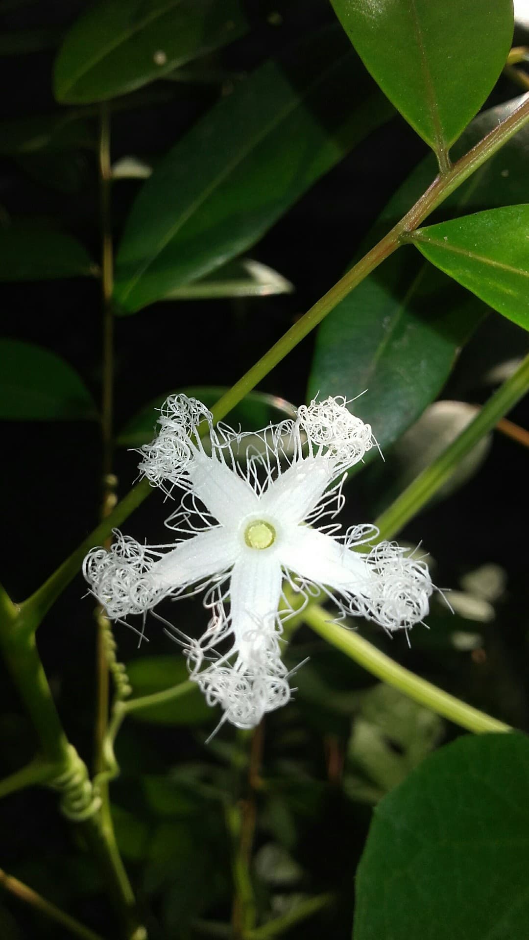 star flower