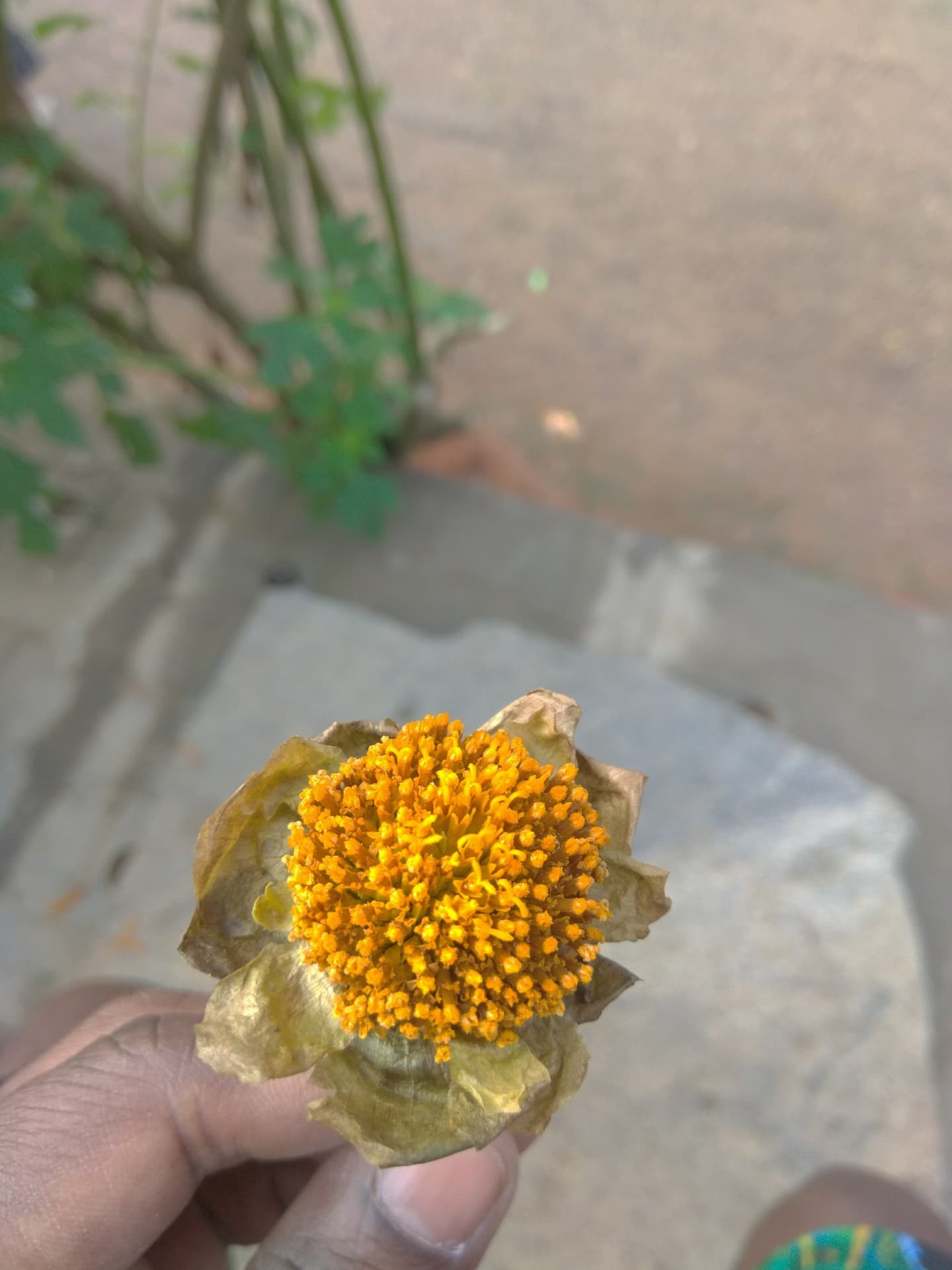 dry flower