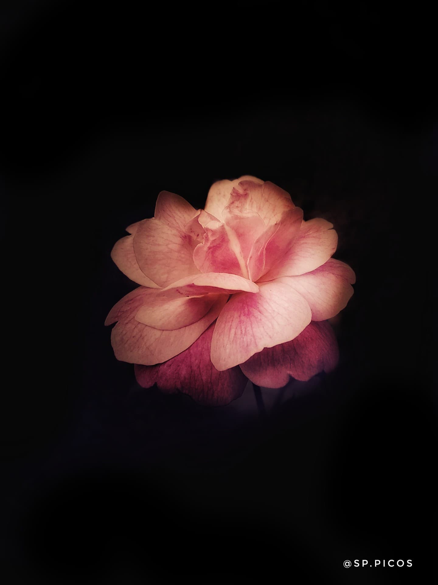 rose