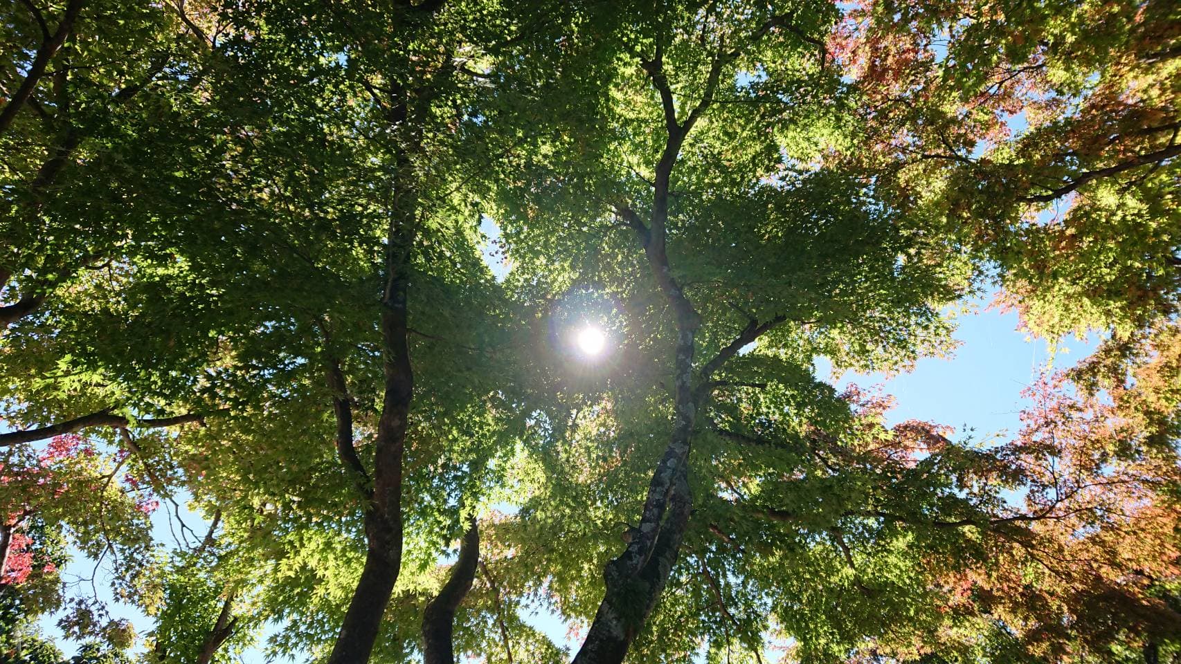 高尾山