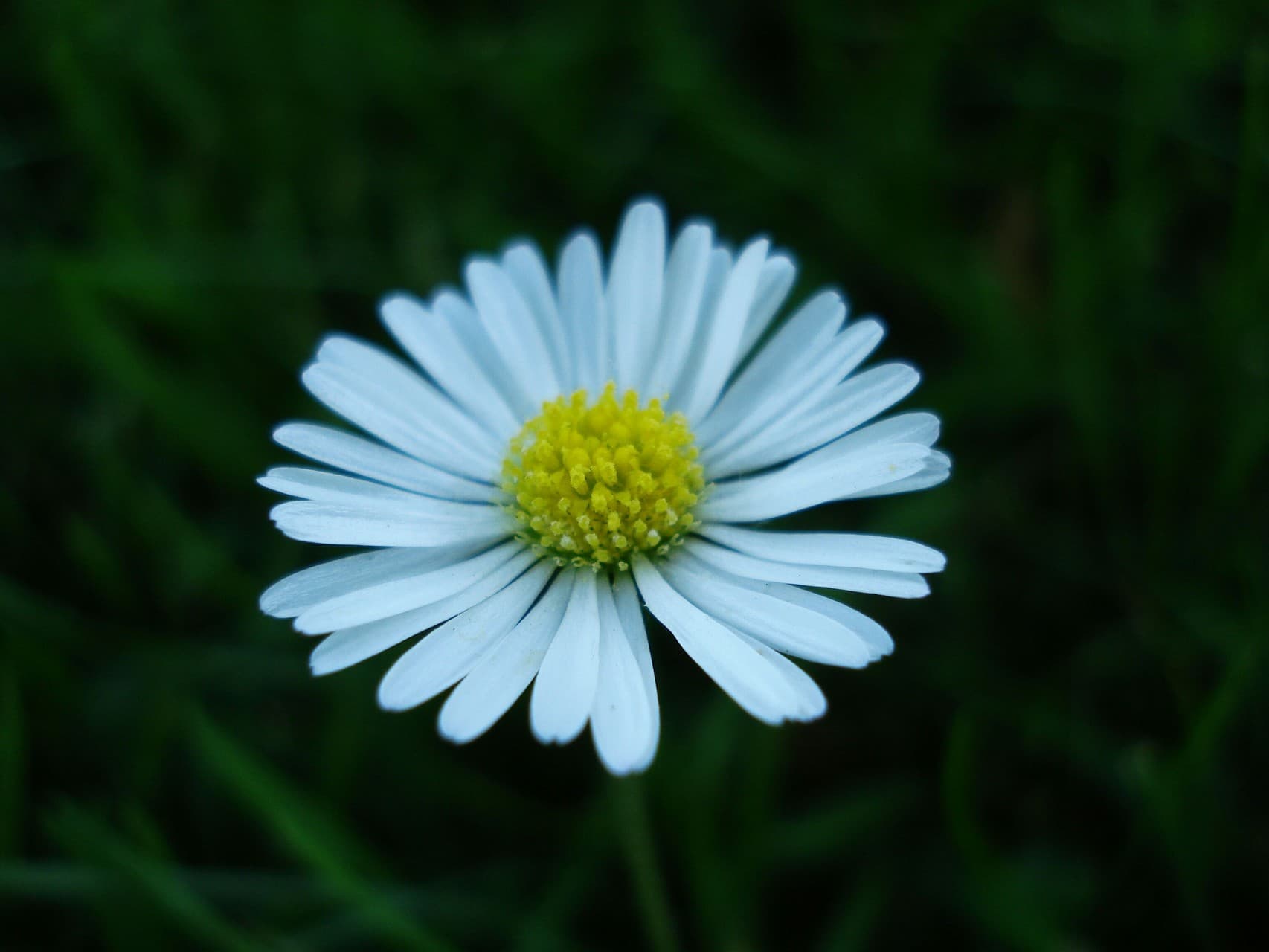 daisy