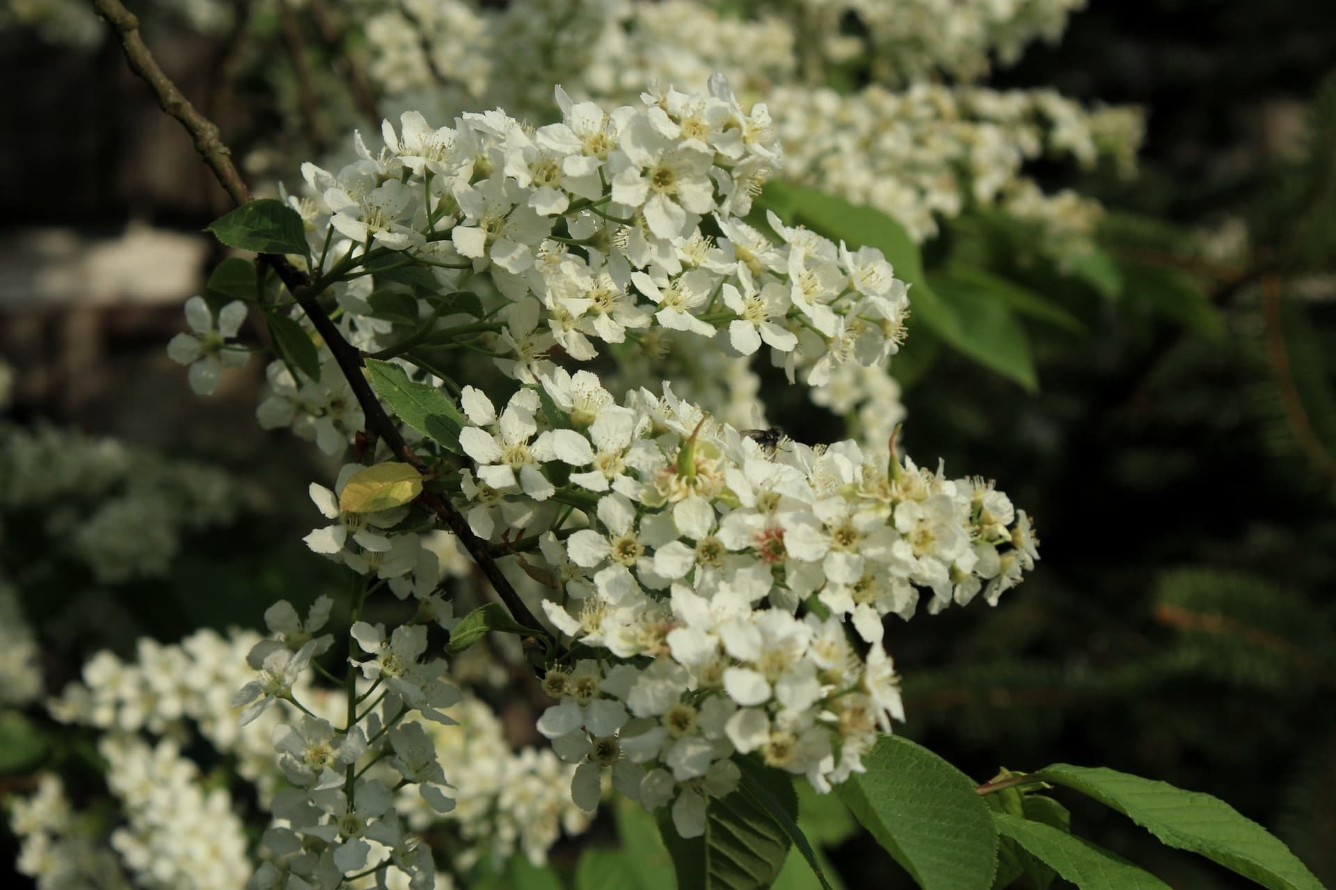Spring white flower