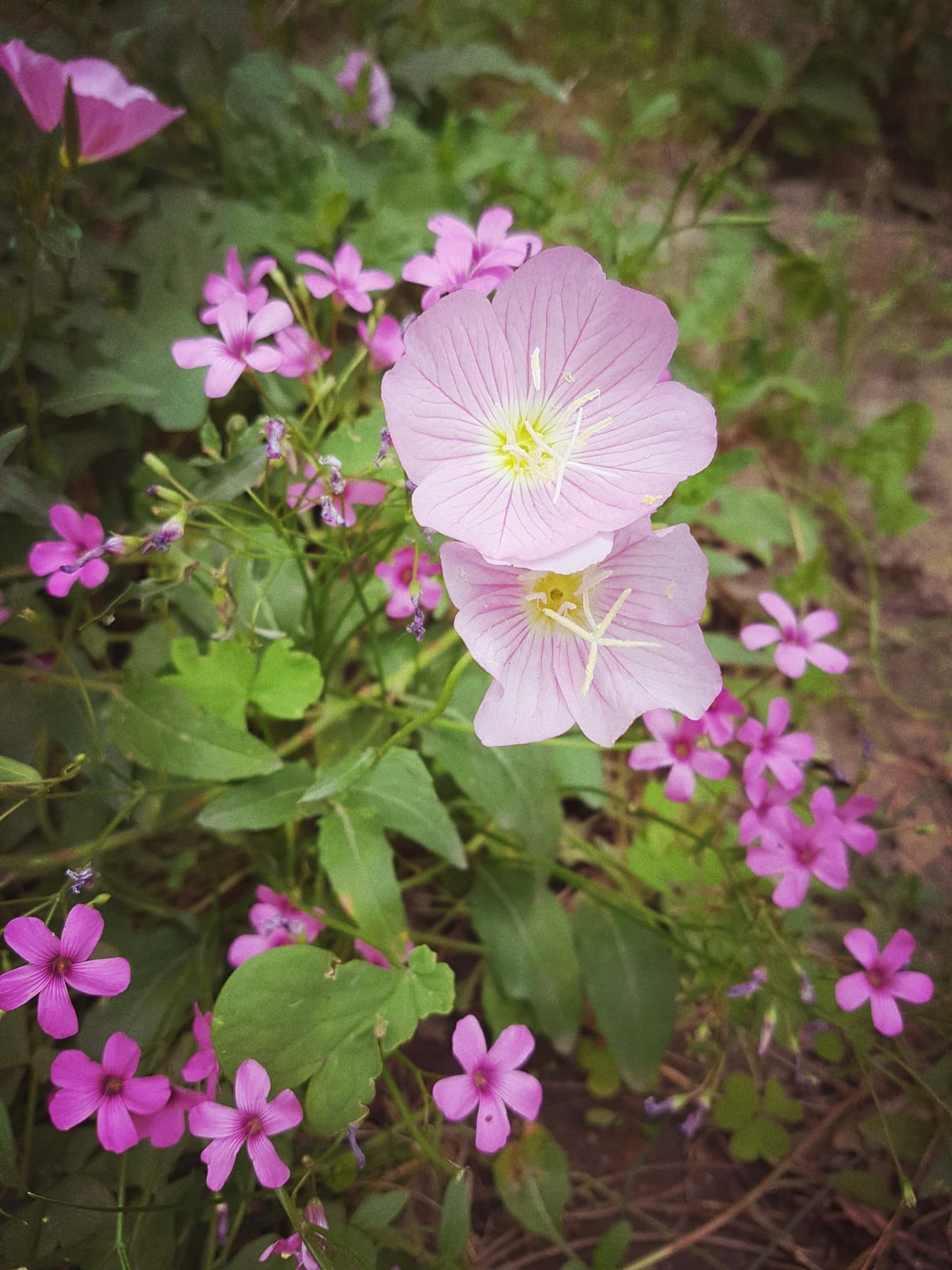 pink flower