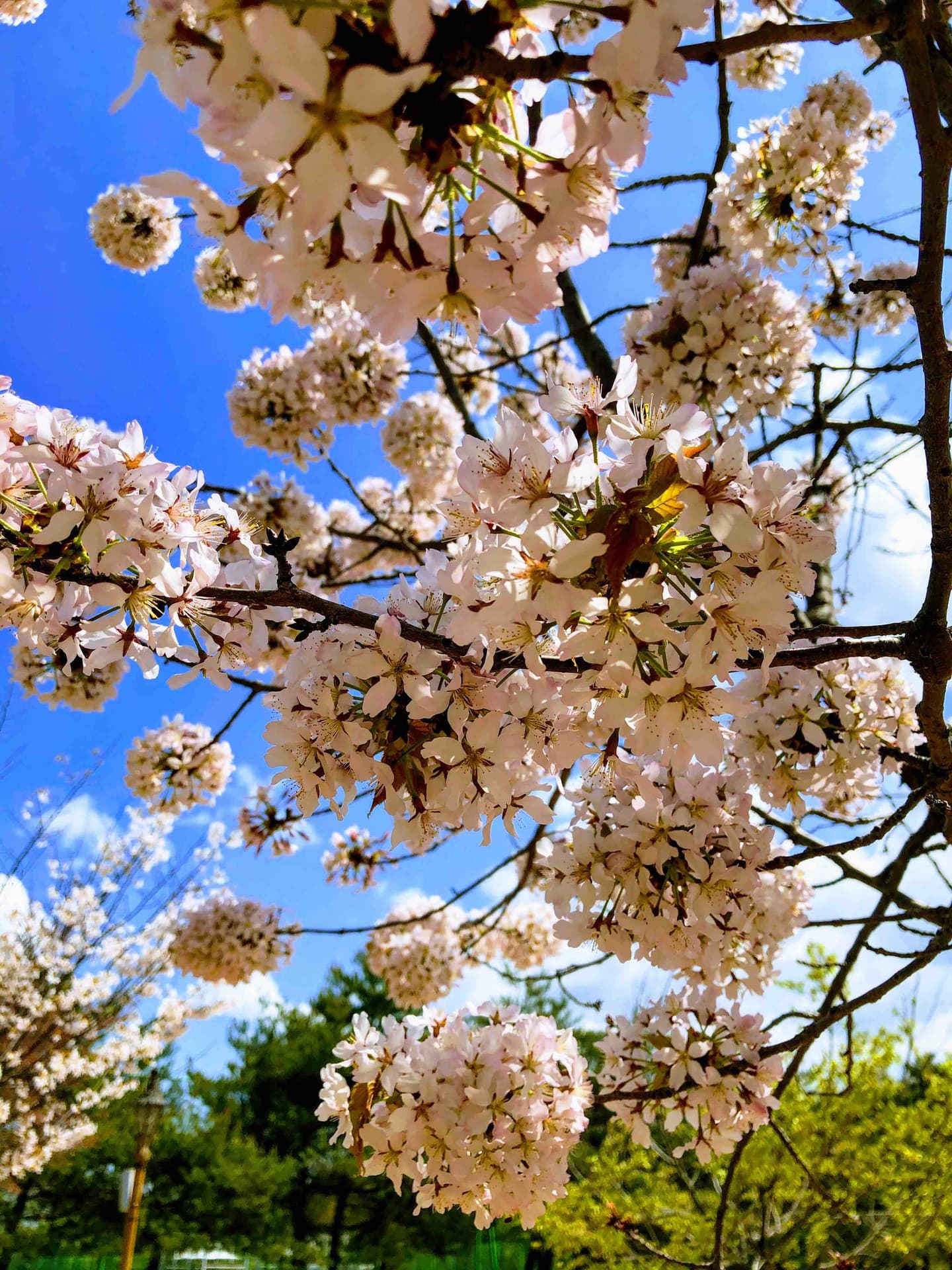 Cherry Blossoms
