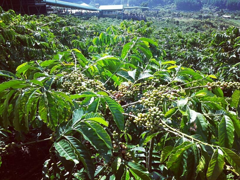Coffee Garden - Cafe Me Linh - Da Lat