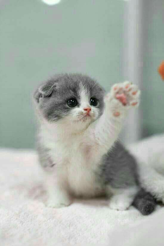 cute billi