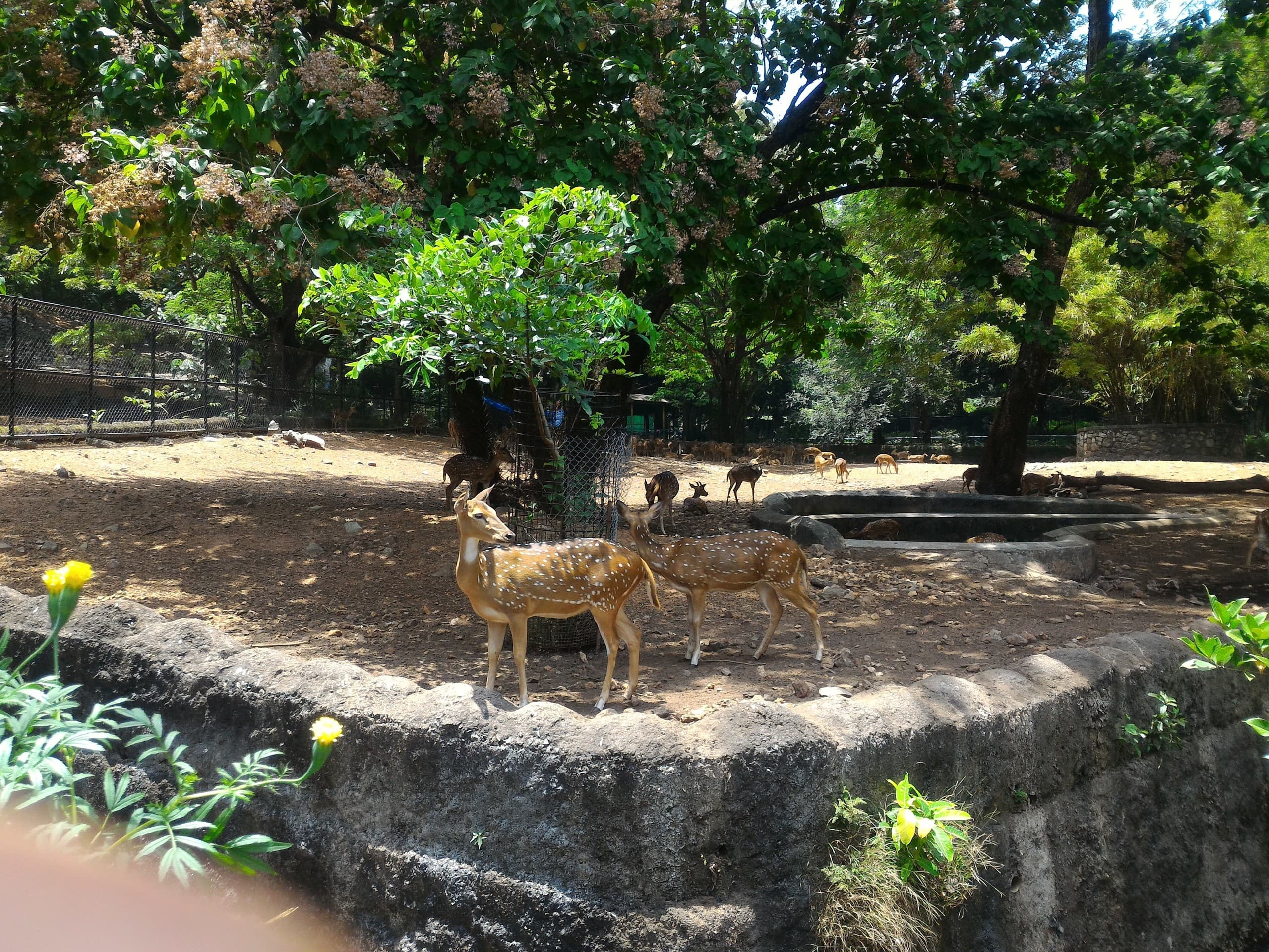 deer