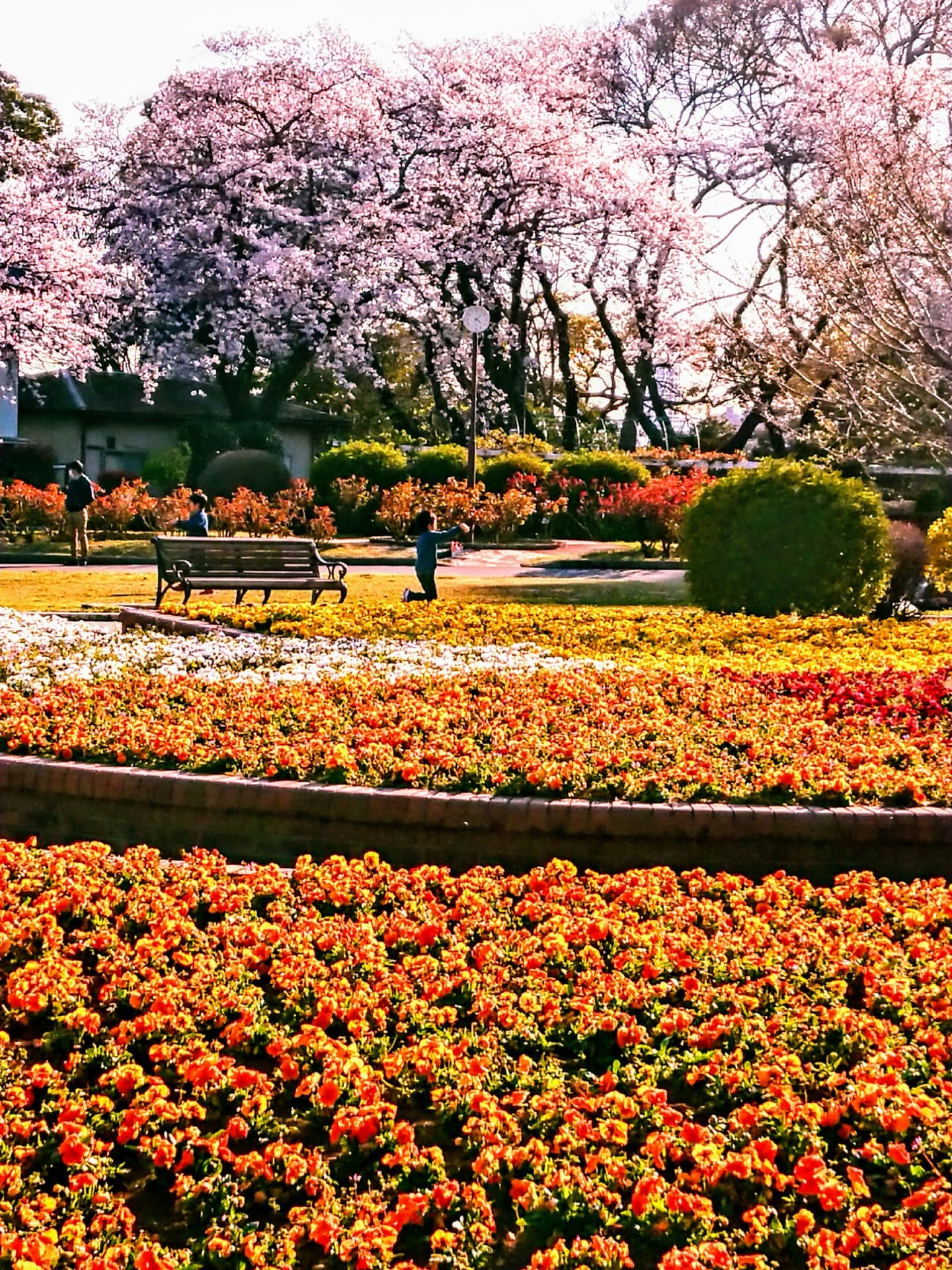 桜