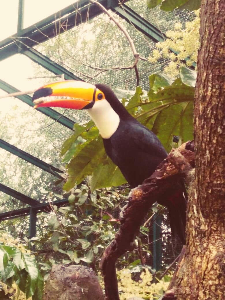 es un tucan le saque una foto en el zoológico de B.A