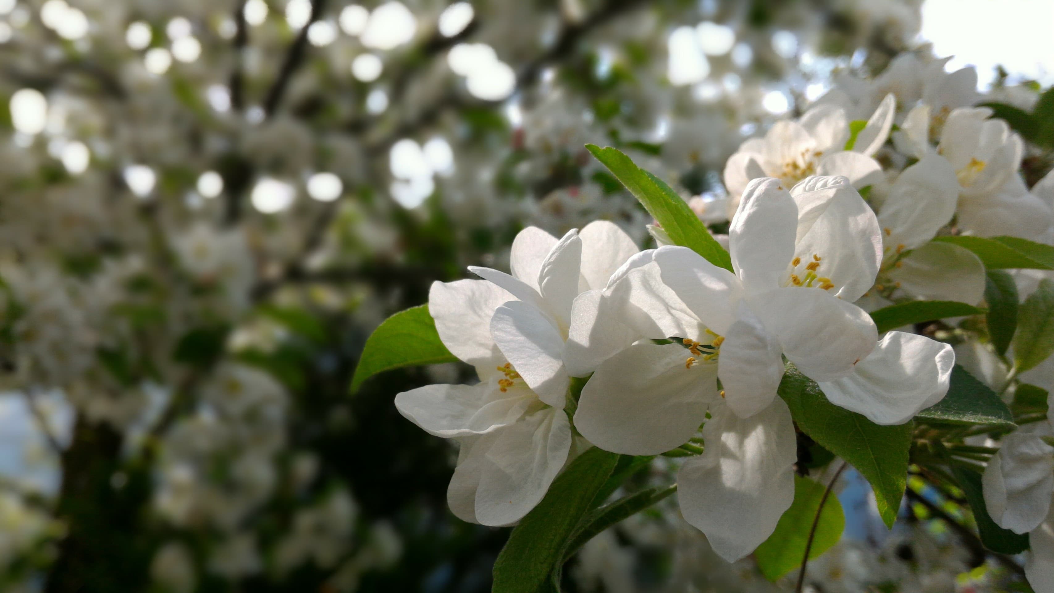 White flowers