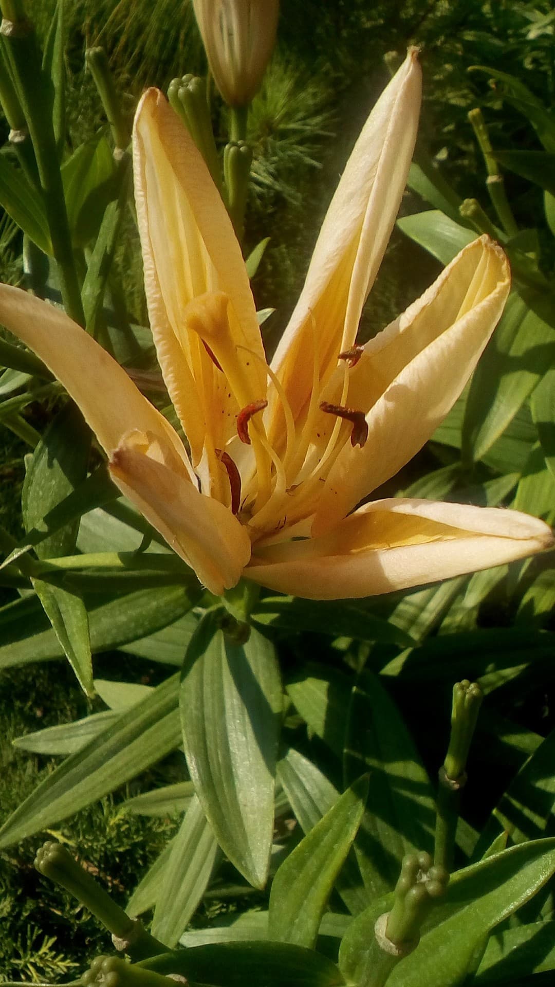 lily