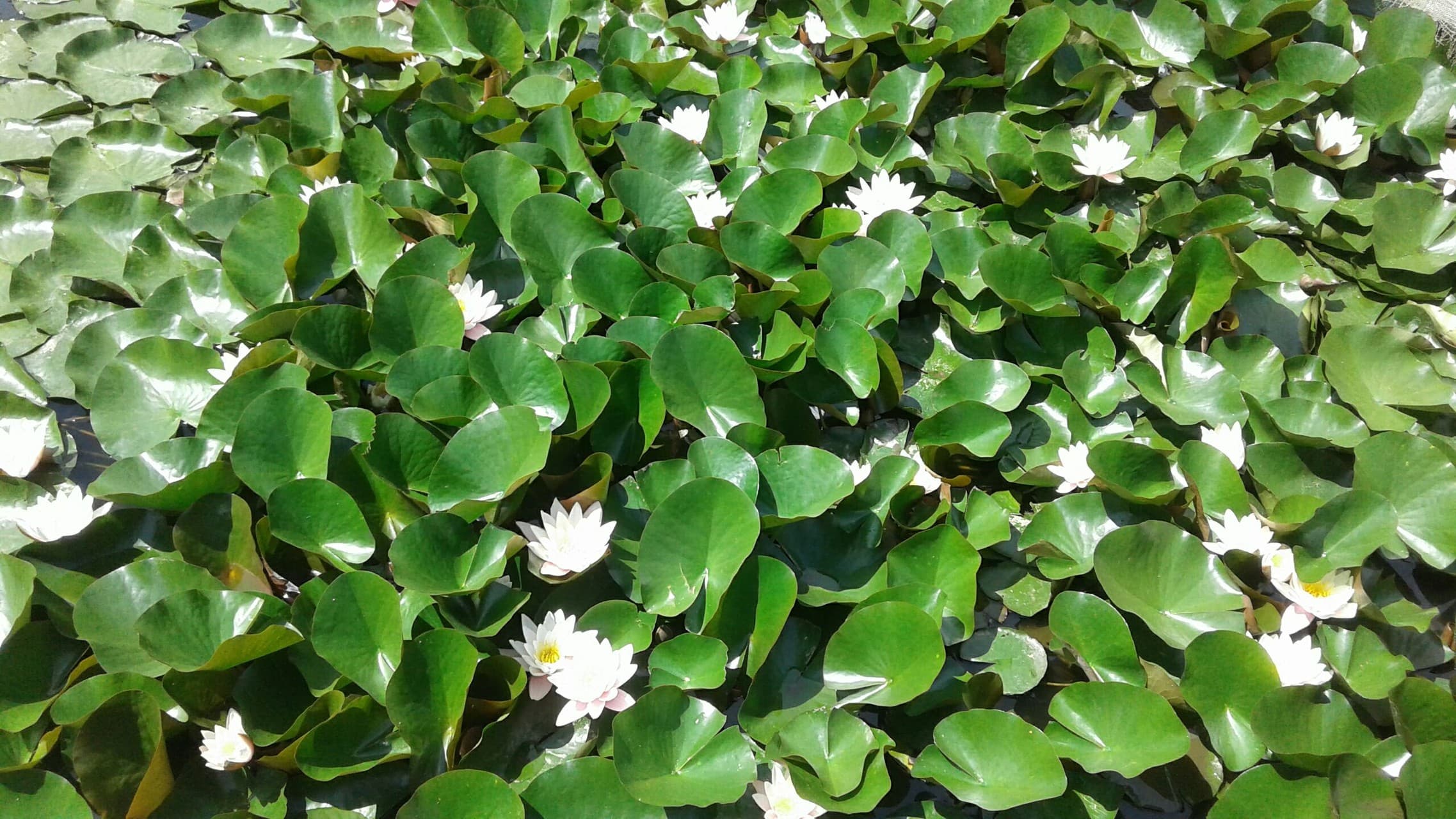 Plants
