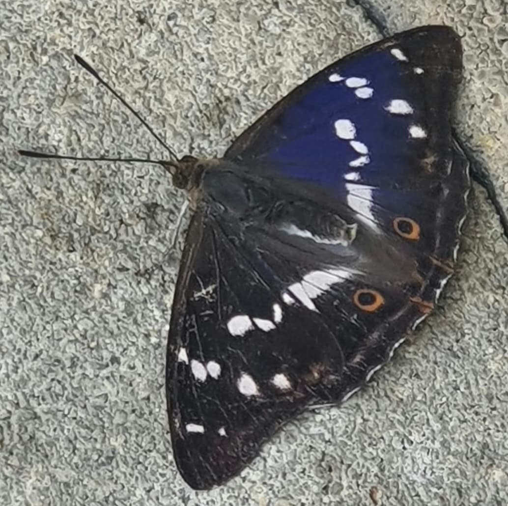 .