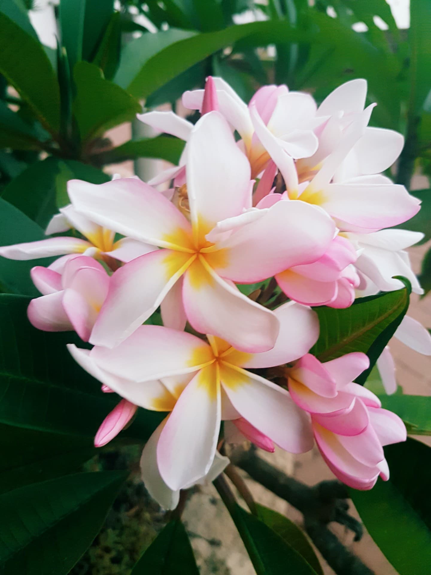 flowers
