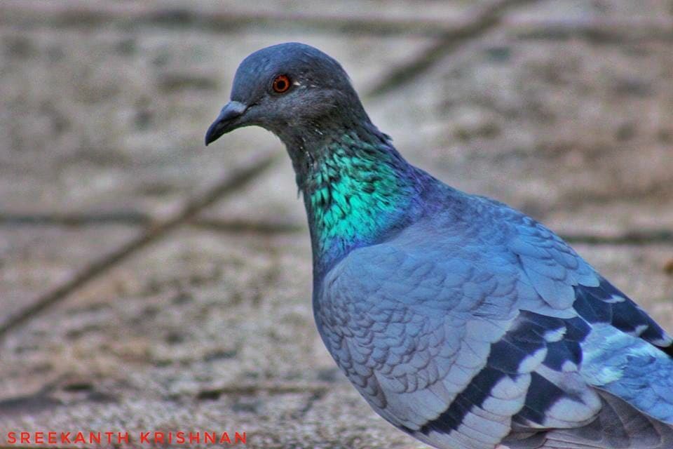 bird