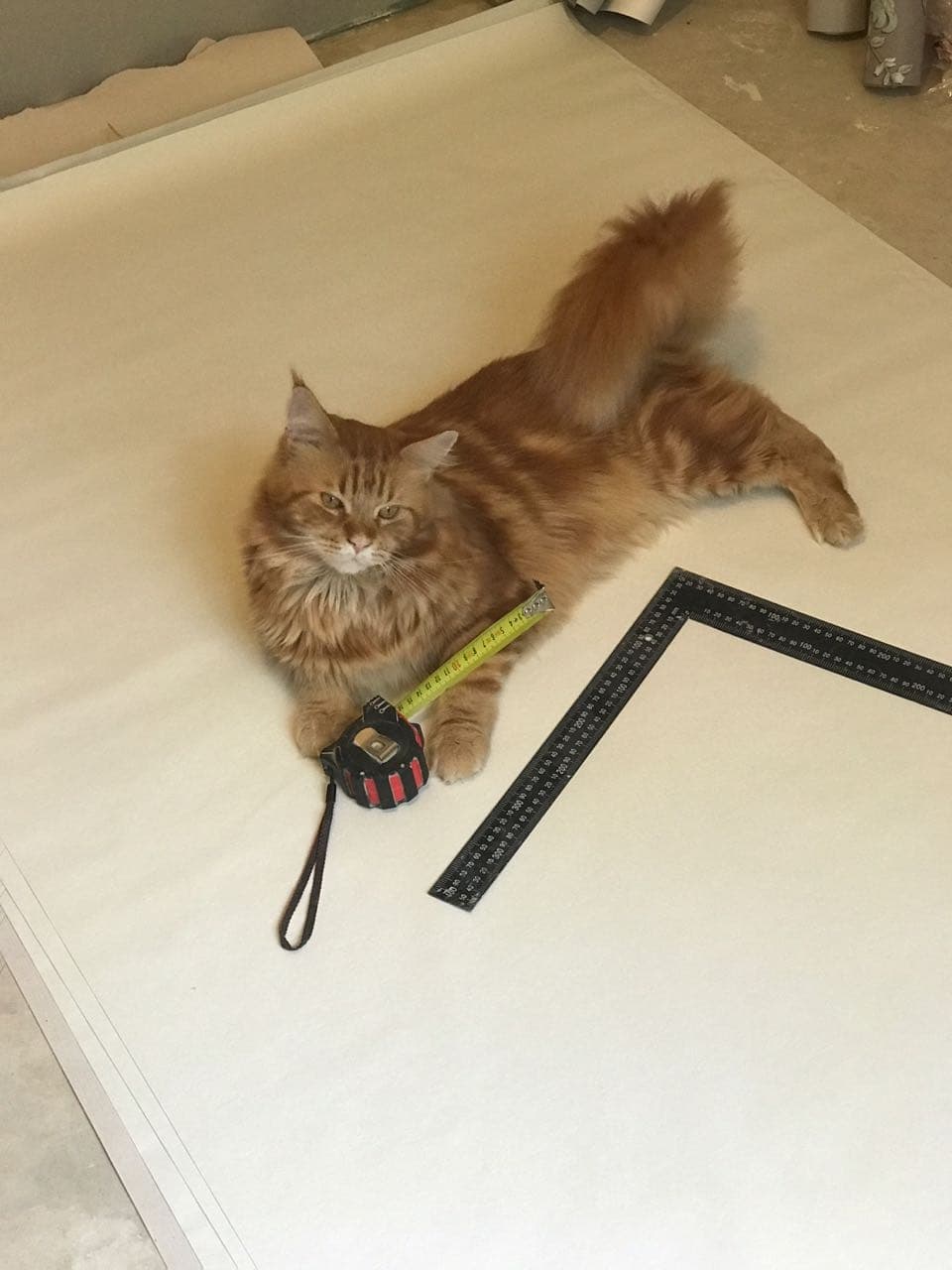 cat and ruller