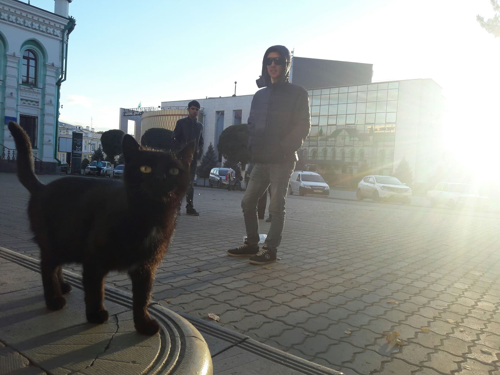 cat