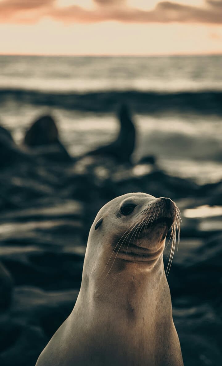 fur seal