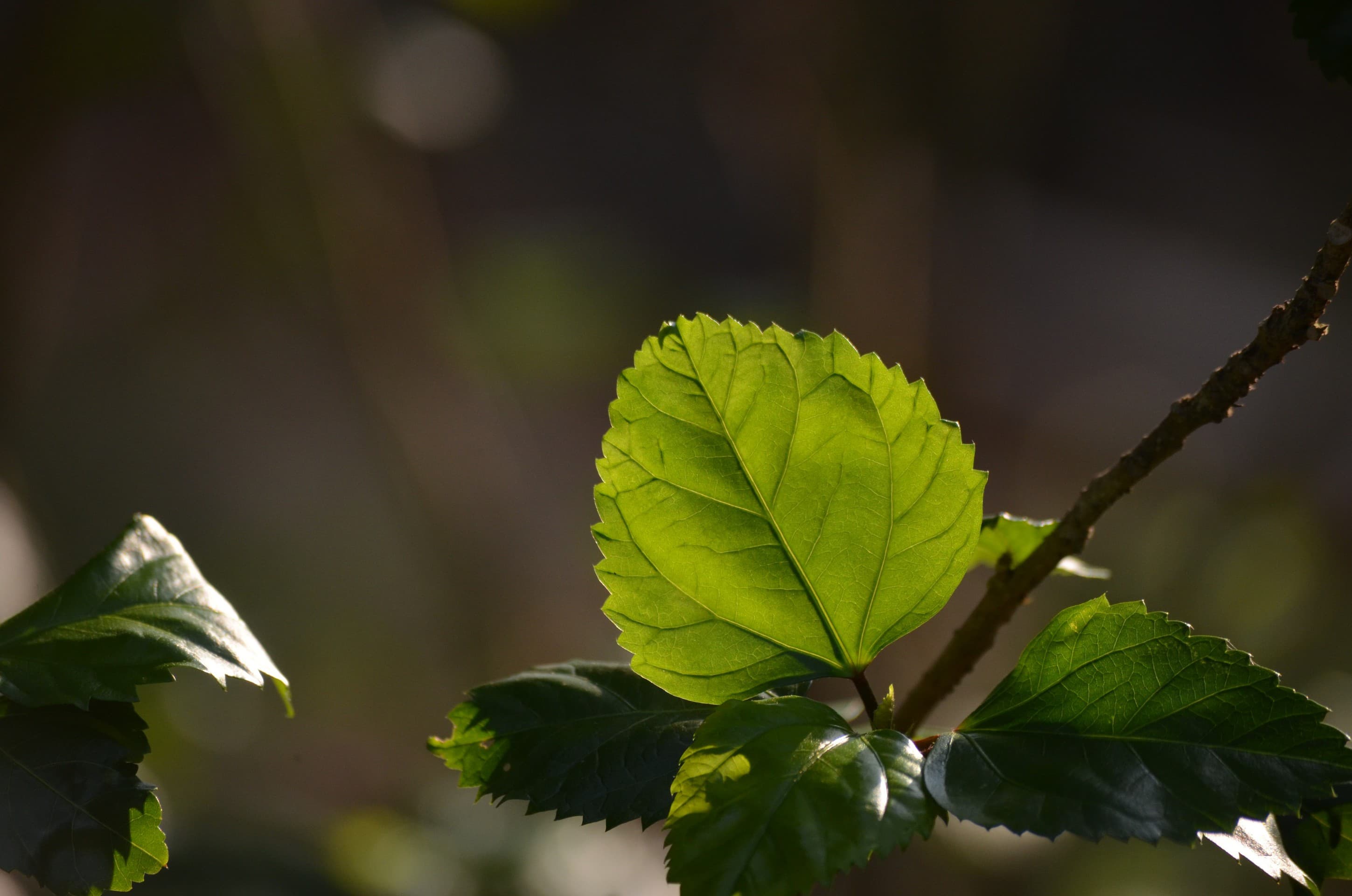 Leaf